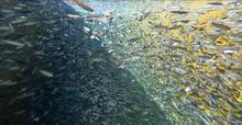 Kokanee fry in raceway at Cabinet Gorge Fish Hatchery